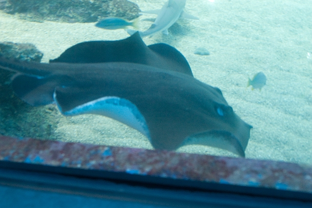 IMG_4265.jpg