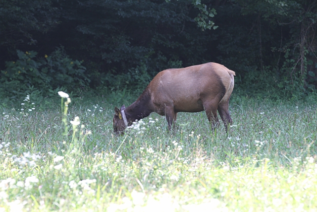 IMG_6087.jpg