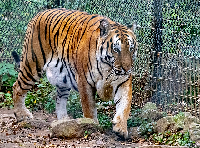 _DSC1388.jpg