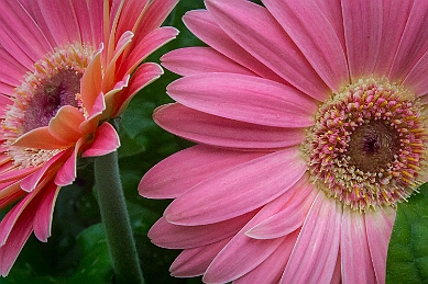 1G0A6205