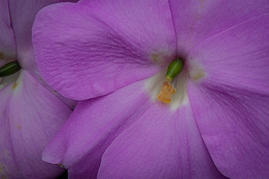 1G0A6252