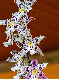 _DSC3202-Edit