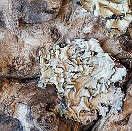 _DSC3220