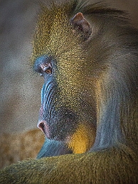 1G0A0245-Edit