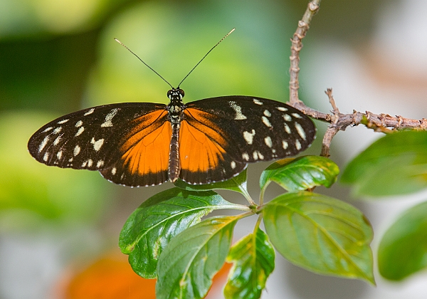 Butterflies Butterflies