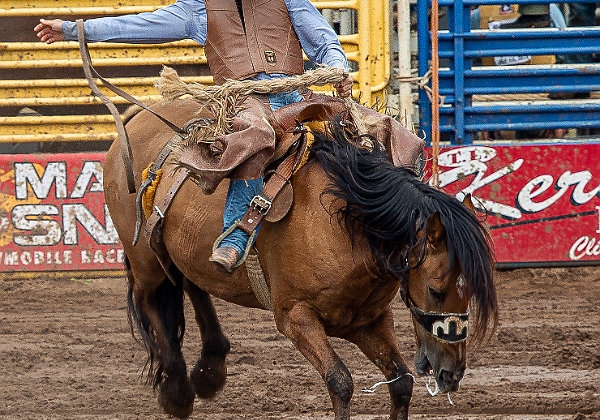 Rodeo Rodeo