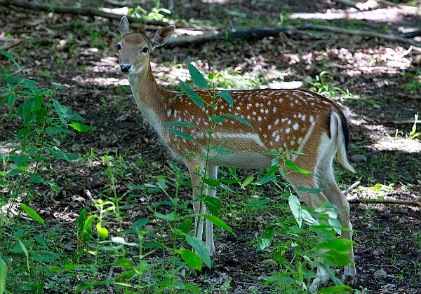 Shalom Wildlife Zoo Shalom Wildlife Zoo