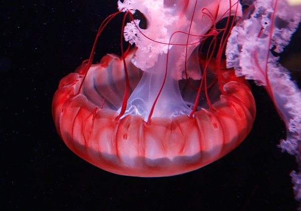 Shedd Aquarium Shedd Aquarium