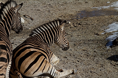 _MG_2890