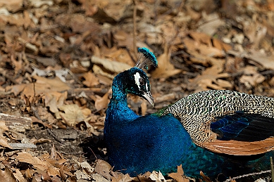 _MG_2905