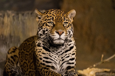 _MG_2917