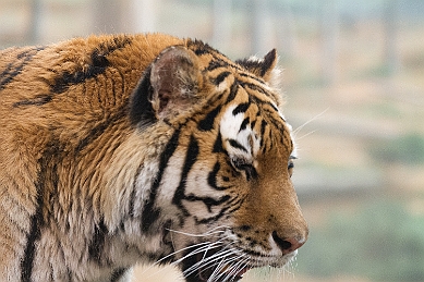 _MG_2927